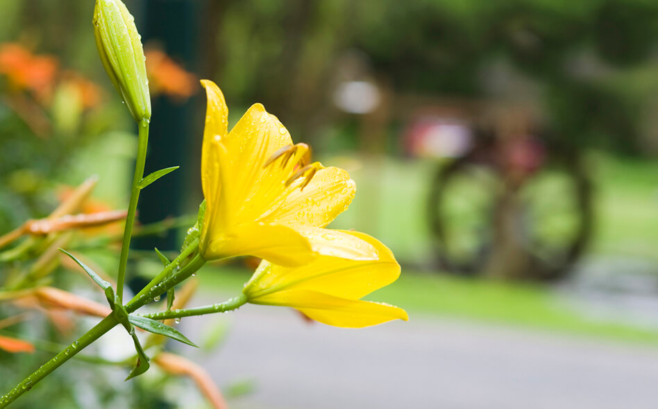 Russell Brook Campsites Morning Dew