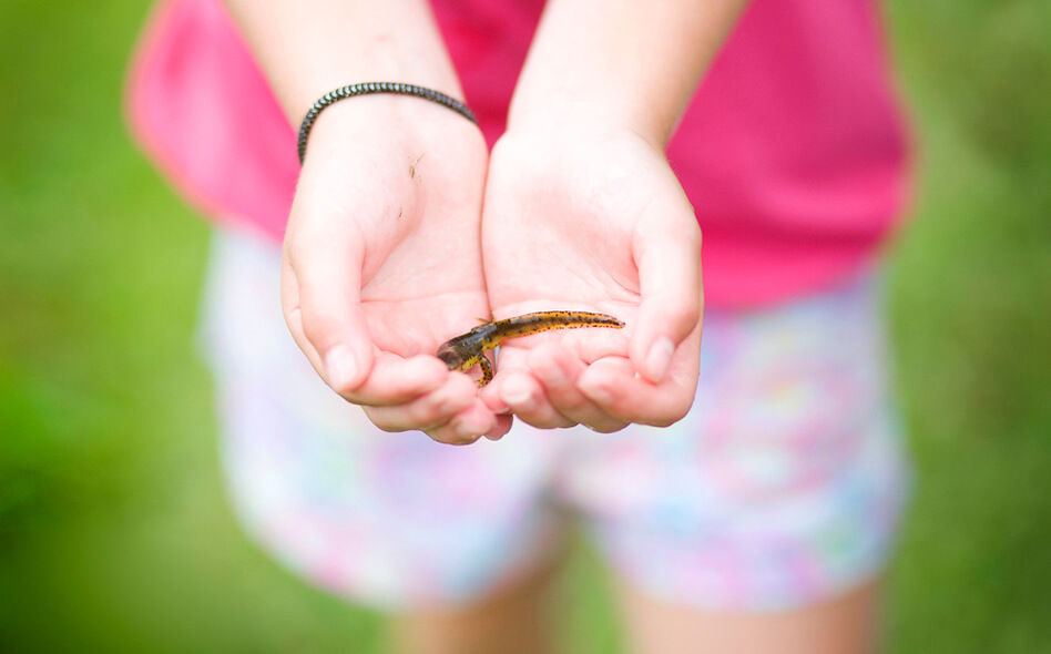 Russell Brook Campsites Nature