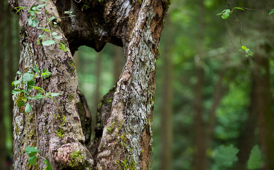 Russell Brook Campsites Heart Tree